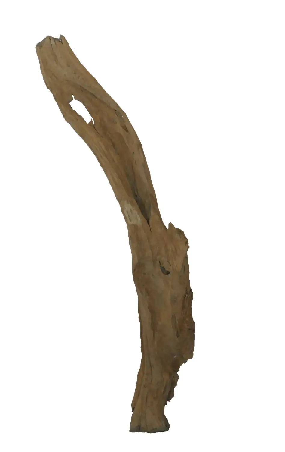  Product image 1 of the product “Root made of teak wood, around 140 - 165 cm Height. May vary shapes. ”